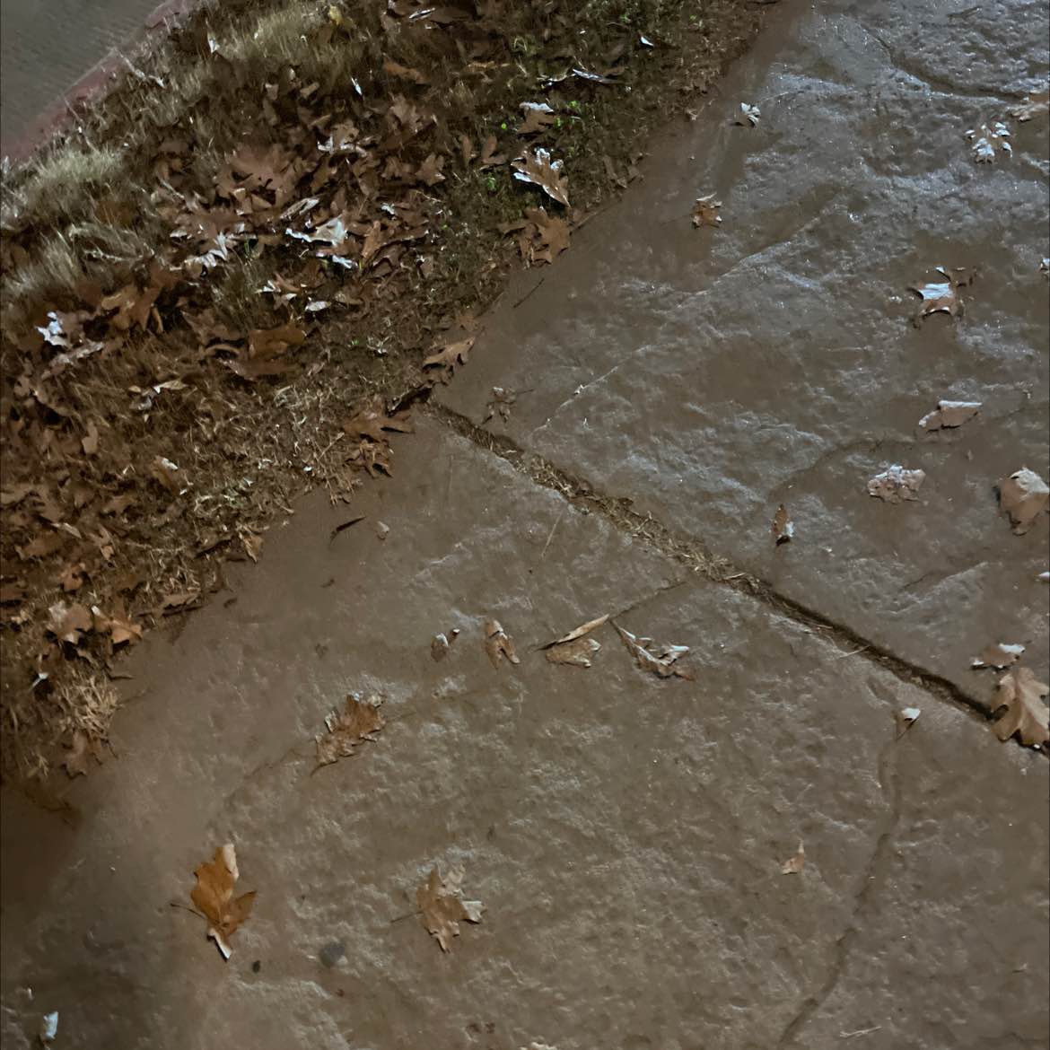 Pied Piper Pub & Inn and The Cat House Lounge