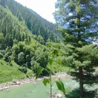 Gulshan-e-Maymar photo 2