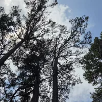 Harley's Tower - Pine Mountain Village