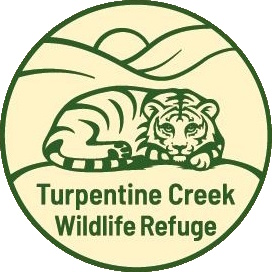 Turpertine Creek